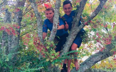 Bring Tree Climbing Back in Schools